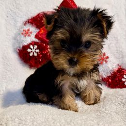 Tiny boy 2 - Parti male Yorkshire Terrier puppy in Bakersfield, California from Yorkie To My Heart