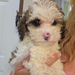 Boy 1 - Sable male Cockapoo puppy in Galena, Illinois from Perry's doodles