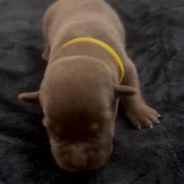 Yellow - Chocolate female Labrador Retriever puppy in Kinta, Oklahoma from Beaver Creek Kennels