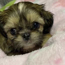 Girl 2 - Brindle female Shih Tzu puppy in Zeigler, Illinois from Dandy Little  Shih Tzu, Shih Poo's and Toy Poodles