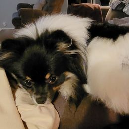 Reign - Pomeranian