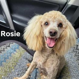 Rosie - Poodle