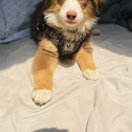 Australian Shepherd, Miniature American Shepherd, and Toy Australian Shepherd Puppies from Ahhmazing Aussies Arizona