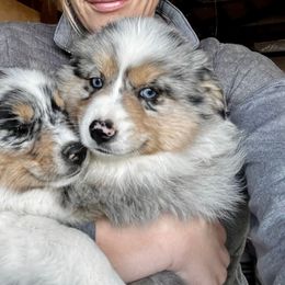 Thumper - Blue merle male Toy Australian Shepherd puppy in Tonasket, Washington from V5 Aussies