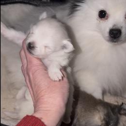 Pomeranian Puppies from Cream Puffs Pomeranians