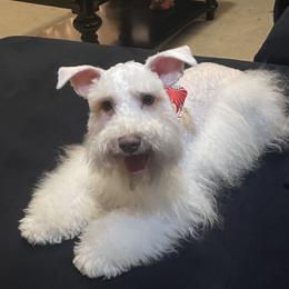 Kahlua - Miniature Schnauzer