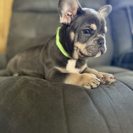 Boy 1 - Blue fawn male French Bulldog puppy in Clarkston, Michigan from Love of Frenchies