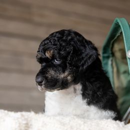 Poodle Puppies from Setting the Standard Poodles