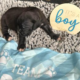 Puppy 1 - White male Boxer puppy in Lakeland, Florida from Cote's Boxers