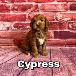 Cypress - Red  Goldendoodle puppy in Bountiful, Utah from Red Brick Doodles