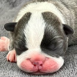Boston Terriers from AKC Moonshine Valley Boston Terriers