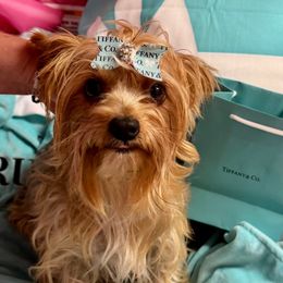 Emmy - Yorkshire Terrier