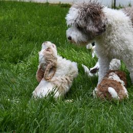 Australian Labradoodle Puppies from Frosty Hill Australian Labradoodles