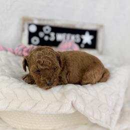 Willow - Red  female Poodle puppy in Florida from Adorable Toy-Miniature Poodles