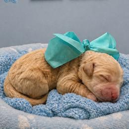 Tank - Cream male Goldendoodle puppy in The Woodlands, Texas from Gracie's Goldendoodles and Bernedoodles