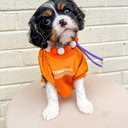Miss Holloway - Tri-color female Cavalier King Charles Spaniel puppy in Knoxville, Tennessee from Adventure Doodles Of East TN