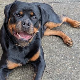 Rottweiler All Grown Up from Scottline kennelz