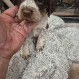 Max - Liver white and roan male English Springer Spaniel puppy in Fallscity, Texas from Ciblo Creek Spaniels