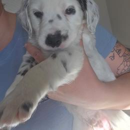 Roman - White black and tan male Dalmatian puppy in Janesville, Wisconsin from Legacy Dalmatians