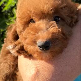 Brooks - Red  male Goldendoodle puppy in Tucson, Arizona from Adored Poodle & Doodles