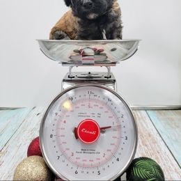 Boy 4 - Poodle puppy in Inman, South Carolina from Raynebow Rose Poodles