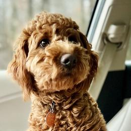 Goldendoodle Puppies from Rose Lane Doodles