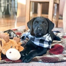 Golden Retriever and Labrador Retriever Puppies from Bear Pond Retrievers