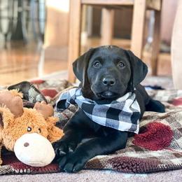 Golden Retriever and Labrador Retriever Puppies from Bear Pond Retrievers