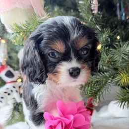 Priscilla 1st row 2nd picture - Tri-color female Cavalier King Charles Spaniel puppy in Richmond, Virginia from Irresistible Dachshunds & Cavaliers