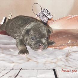 French Bulldog Puppies from Lovemyfrenchies