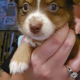 Kiku - Red & white male Toy Australian Shepherd puppy in Arlington, Texas from CopperHead Aussies