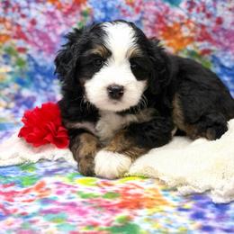 Perry - Tri-color male Bernedoodle puppy in Williamson, New York from Lakeside Doodles