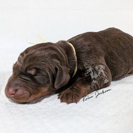 Red Female 1 - Red and rust female Doberman Pinscher puppy in Spencer, Indiana from Jackson's Dobermans