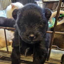 Cocoa - Black female Pomeranian puppy in Mays Landing, New Jersey from KB Pom Pups