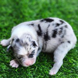 William - Blue merle male Miniature Australian Shepherd puppy in Nacogdoches County, Texas from Penn Creek Aussies
