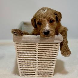 Lime - Apricot female Goldendoodle puppy in Kenansville, North Carolina from J+A Family Doodles