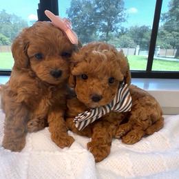 Maltipoo puppies from GlamPaw Maltipoos