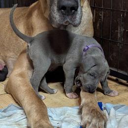 Lobelia - Blue female Great Dane puppy in Citra, Florida from AEW Farm