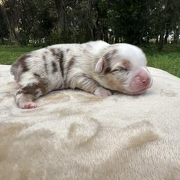 Templeton - Red merle male Miniature Australian Shepherd puppy in Daytona Beach, Florida from Mossy Mountain Aussies
