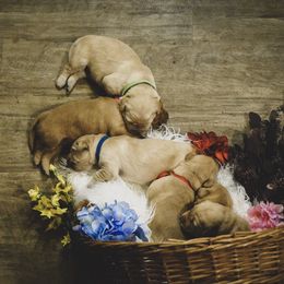 Golden Retriever Puppies from Virginia Goldens