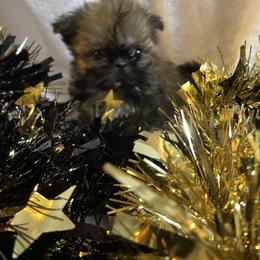 Navya - Brindle female Shih Tzu puppy in Pleasant Shade, Tennessee from Kuntry Tyme Shih Tzus