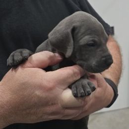 Girl 3 - female Great Dane puppy in Garner, North Carolina from Gentle Giant Danes, LLC
