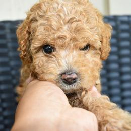 Audie (AKC) - Red  male Poodle puppy in Rainbow City, Alabama from Misioh Poodles