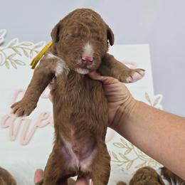 Cracker Jack - Yellow Collar - Red male Double Doodle puppy in Rowlett, Texas from Parrish Precious Ones Texas