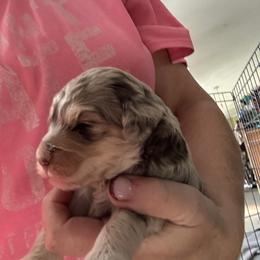 Jingles - Merle female Goldendoodle puppy in Waynesboro, Virginia from Forest Creek Kennel