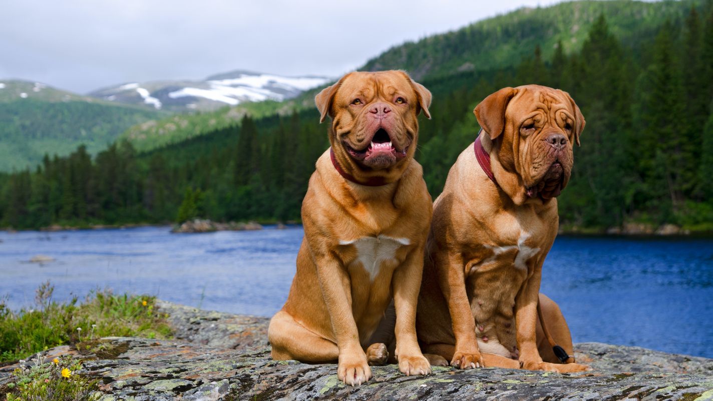 Dogue de Bordeaux