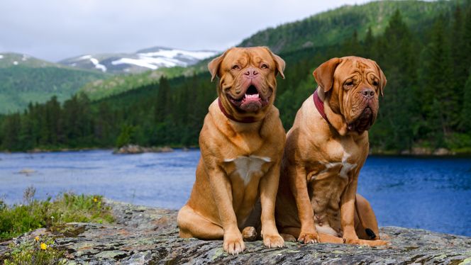 Dogue de Bordeaux