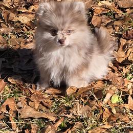 Cherokee pup 1 - Chocolate merle male Pomeranian puppy in Carrollton, Georgia from B AND R'S POMERANIAN'S