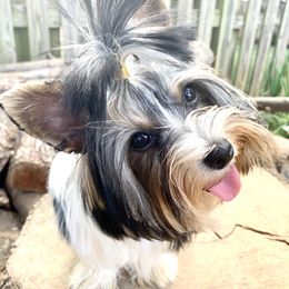 Bun Bun - Yorkshire Terrier