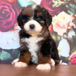 Glazier - Tri-color female Bernedoodle puppy in Travelers Rest, South Carolina from Bernedoodle.do